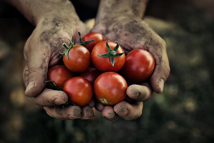 México rechaza arancel de 17.09% al jitomate impuesto por EE.UU. y alista acciones para proteger a productores nacionales