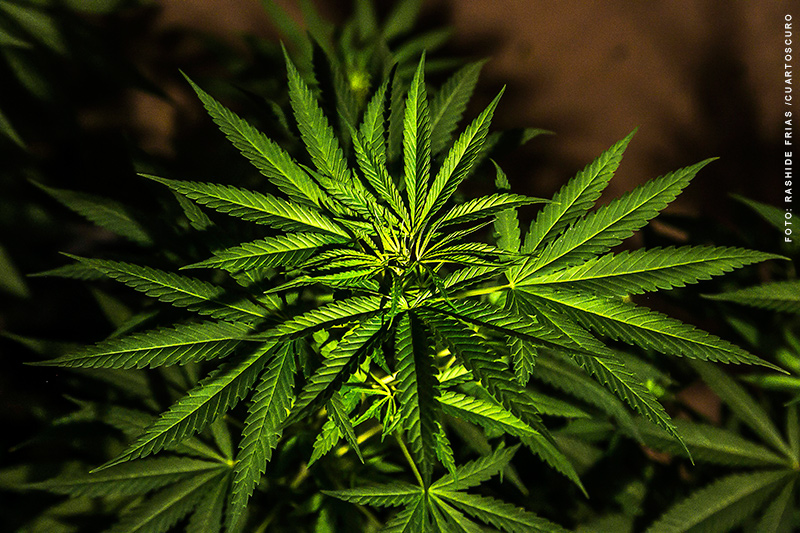 Operativo en CDMX desmantela invernaderos de marihuana,con 4 detenidos y decomiso de plantas, droga y armas
