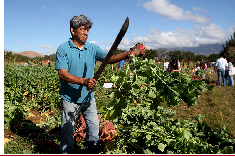 campesino