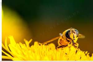 A nivel global, el 40 % de abejas y el 16.5 % de polinizadores vertebrados están en peligro de extinción, alerta la UICN
