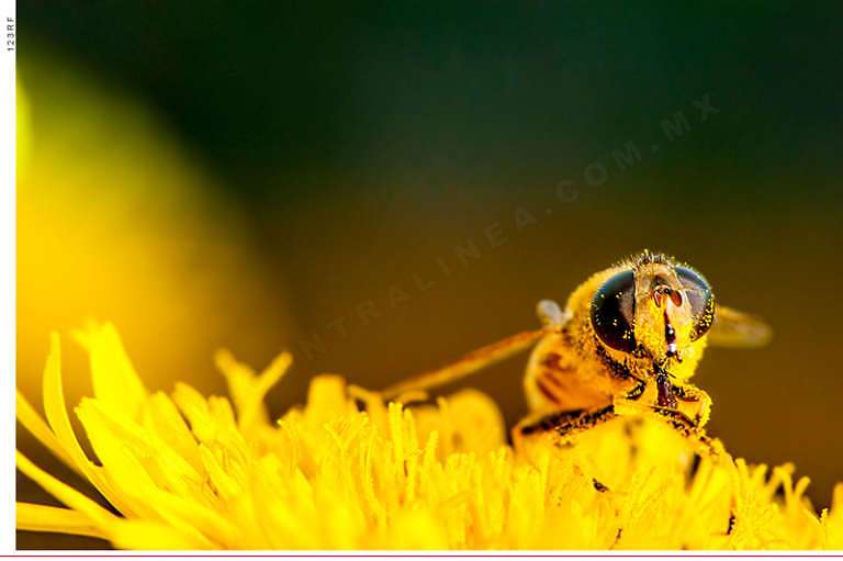 A nivel global, el 40 % de abejas y el 16.5 % de polinizadores vertebrados están en peligro de extinción, alerta la UICN