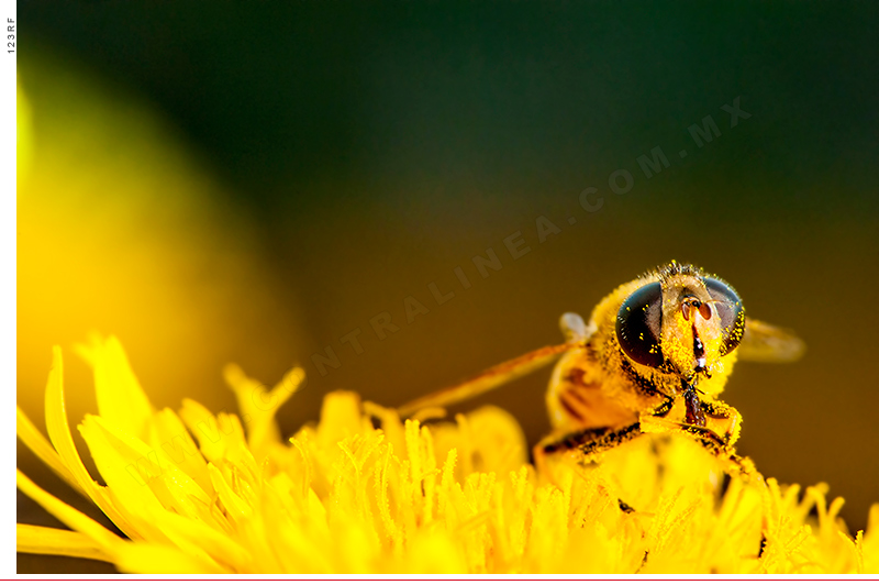 A nivel global, el 40 % de abejas y el 16.5 % de polinizadores vertebrados están en peligro de extinción, alerta la UICN