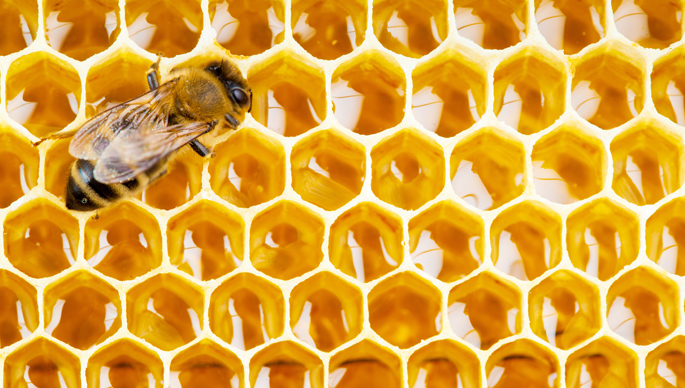 abeja, miel