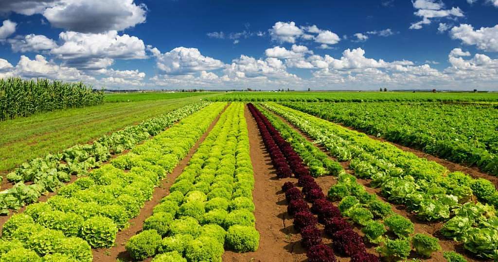 Con el fin de garantizar el derecho a la alimentación, la actual administración desarrollará un plan basado en 4 ejes en materia agropecuaria