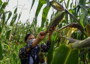 El gobierno federal presentó el Plan de Autosuficiencia Alimentaria, el cual contempla una inversión de casi 54 mil millones de pesos durante 2025