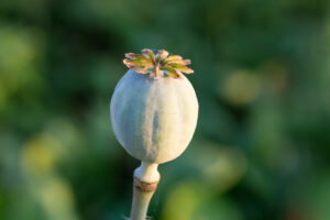Amapola