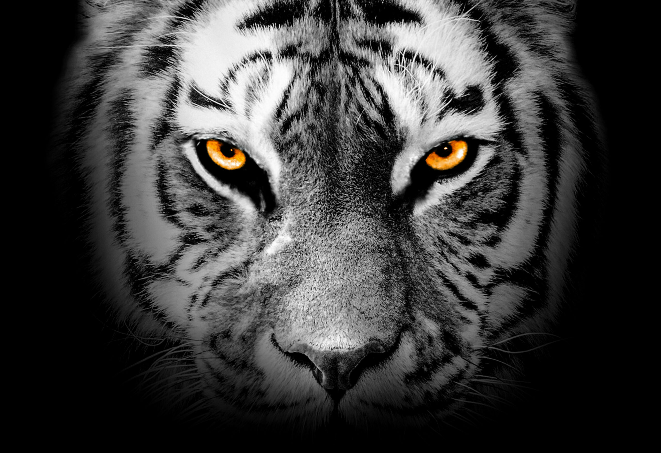 Los tigres son los miembros más grandes de la familia de los felinos y son famosos por su potencia y fuerza. En su momento hubo ocho subespecies de tigre, pero tres se extinguieron durante el siglo XX. En los últimos cien años, la caza y la destrucción de los bosques han reducido la población de tigres de cientos de miles a quizá menos de 2.500.