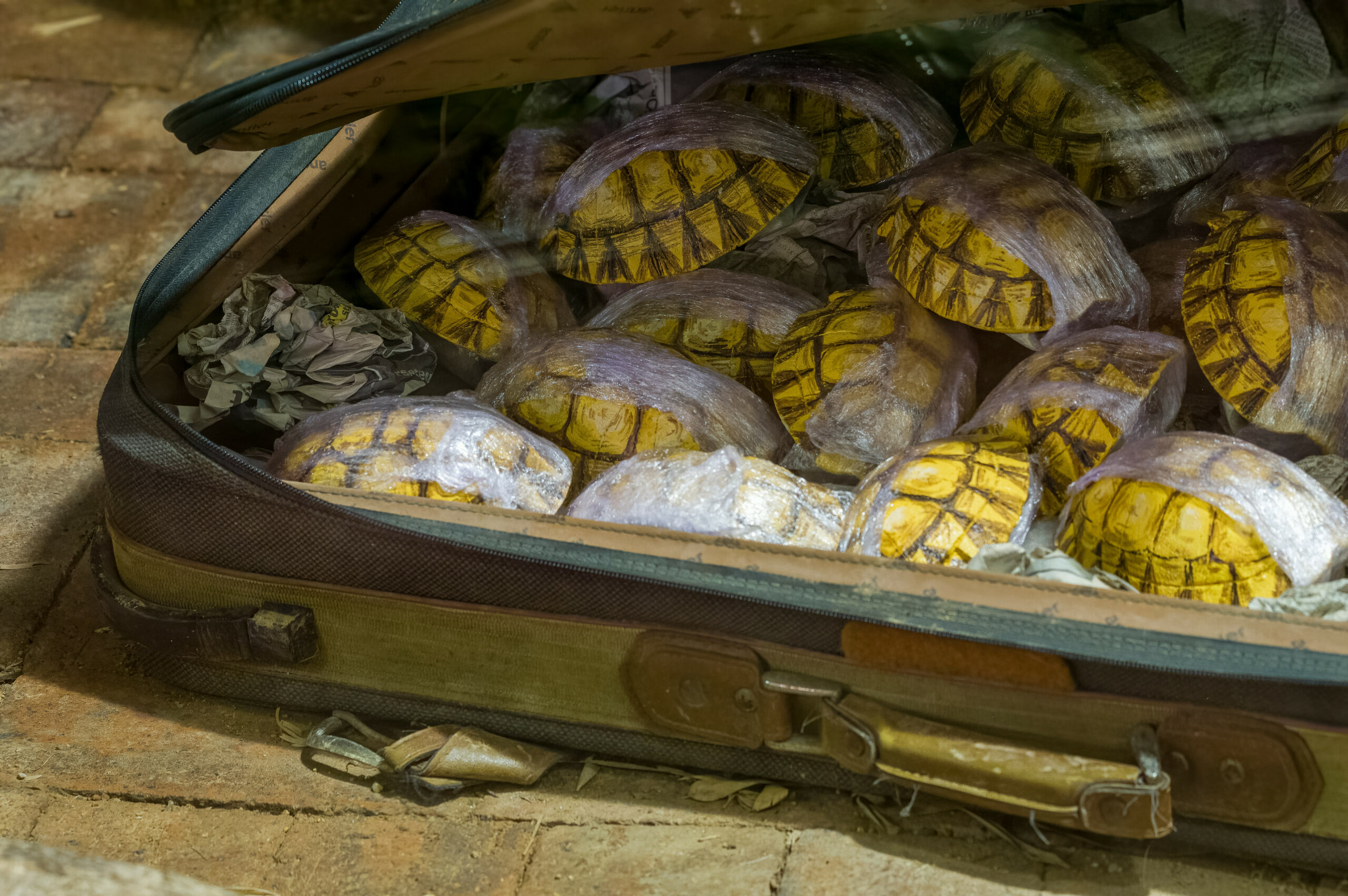 Balija decomisada llena de tortugas marinas, en aparente estado de invernación inducido por alguna sustancia para facilitar el tráfico de esta especie