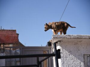 Fiscalía de Justicia de la Ciudadde CDMX crea una agencia de Investigación del Delito de Maltrato o Crueldad Animal