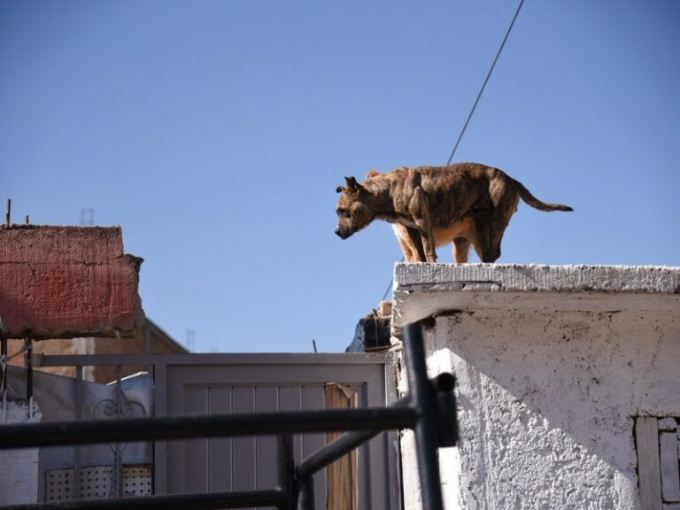 Fiscalía de Justicia de la Ciudadde CDMX crea una agencia de Investigación del Delito de Maltrato o Crueldad Animal