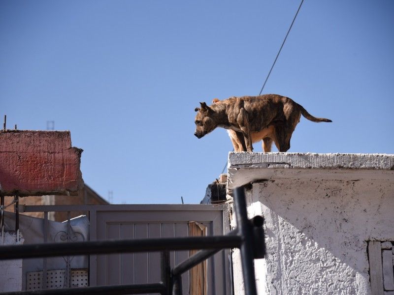 Fiscalía de Justicia de la Ciudadde CDMX crea una agencia de Investigación del Delito de Maltrato o Crueldad Animal
