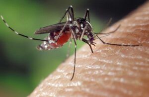 Presentan Plan Nacional contra Dengue; gobierno alista vacuna