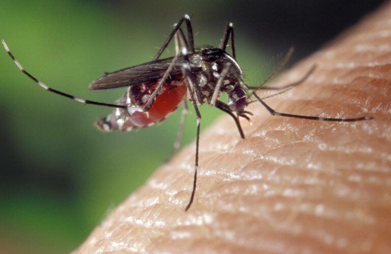 Presentan Plan Nacional contra Dengue; gobierno alista vacuna