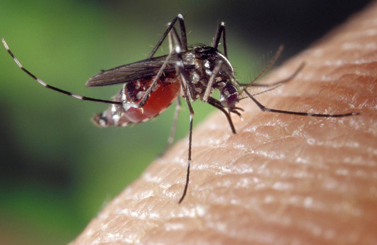 Presentan Plan Nacional contra Dengue; gobierno alista vacuna