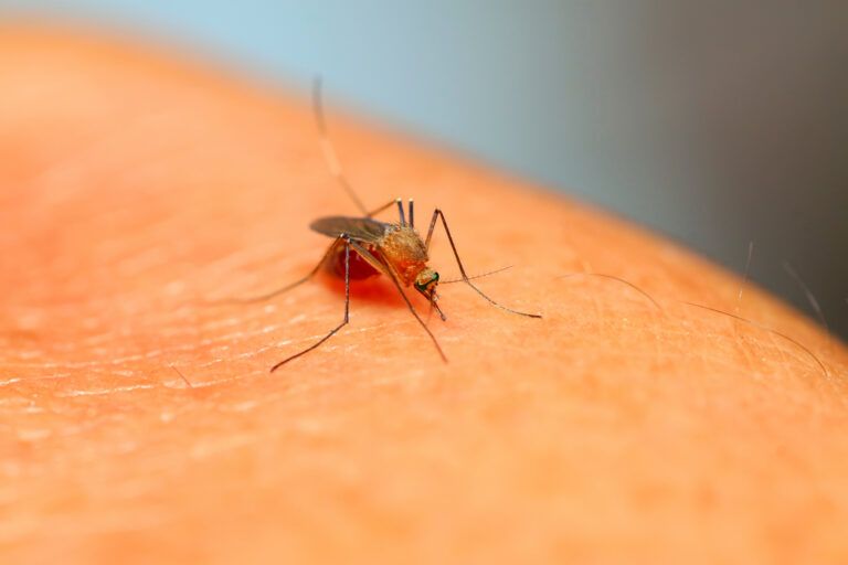 Malaria