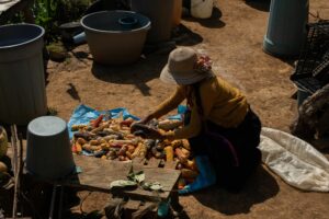 Es el momento de liberar al campo mexicano del modelo agrotóxico. Éste nos vuelve dependientes de las corporaciones y gobiernos extranjeros