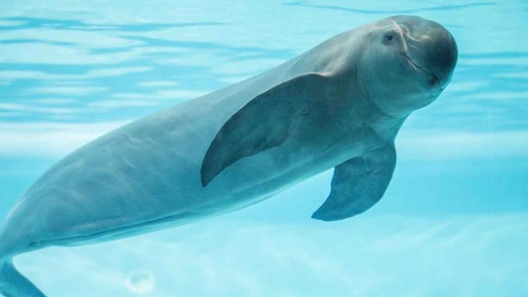 La vaquita marina va a desaparecer mientras las redes en las que puedan quedar atrapadas no dejen de usarse.