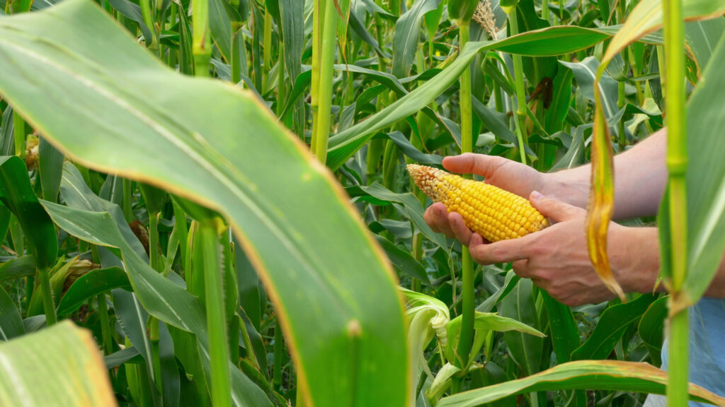 La demanda promovida por Estados Unidos contra la prohibición del maíz transgénico para consumo humano y el glifosato que decretó México.