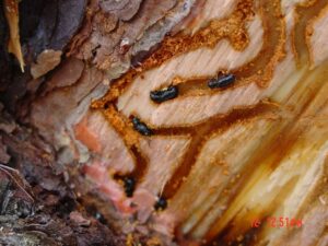 Se ha observado la mortalidad de bosques. Este fenómeno ha favorecido la formación de herbívoros especializados, como los descortezadores.