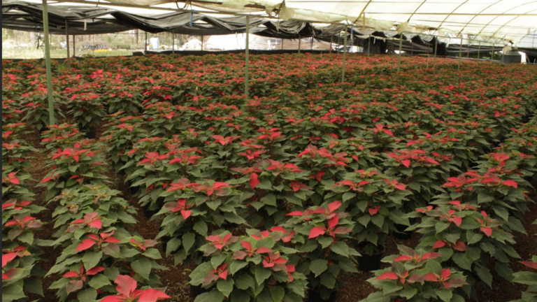 En San Luis Tlaxialtemalco, Xochimilco, la producción de flores de nochebuena sobrevivió un año más al cambio climático
