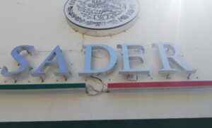 SADER logra acuerdo con maiceros; darán apoyo de $950 por tonelada y crean Sistema de Ordenamiento de Mercado