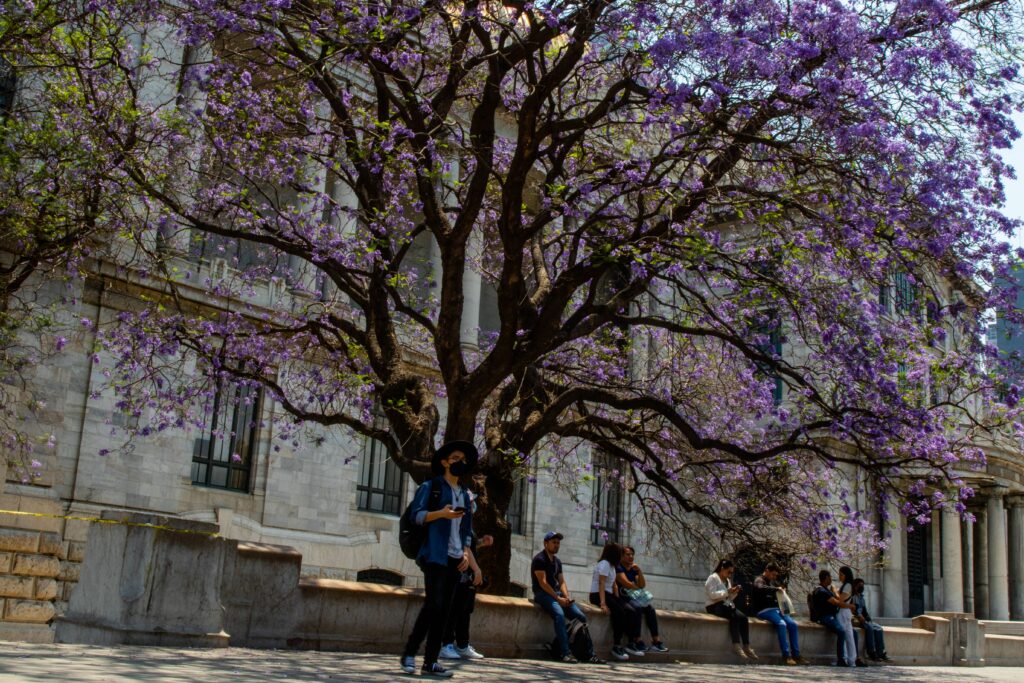 Observar flores de jacaranda en invierno encendió las alertas y llevó a la sociedad a cuestionarse si estaba asociado al cambio climático