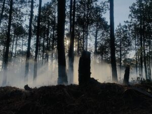 Los pronósticos advierten que, de continuar con el cambio climático, los incendios forestales aumentarán un 30 por ciento para 2050