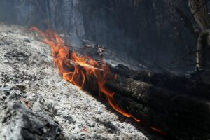 La Coordinación Nacional de Protección Civil dio a conocer el panoramaactual de incendios forestales que registra el país