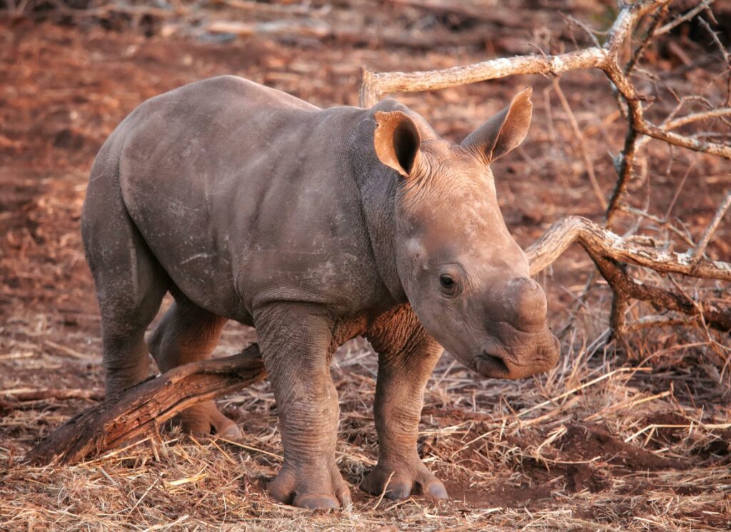 Kenia prueba la IA para proteger a crías de rinoceronte en parque nacional