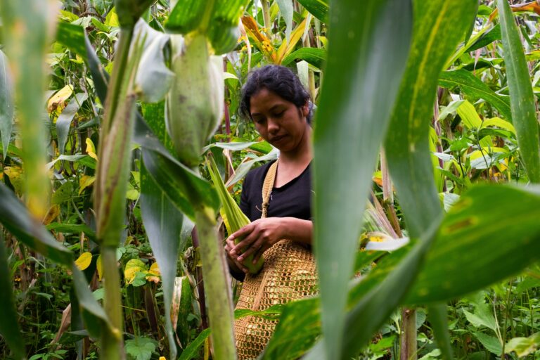 México fue autosuficiente alimentariamente hasta la séptima década del siglo pasado; además obtenía divisas por la exportación de alimentos
