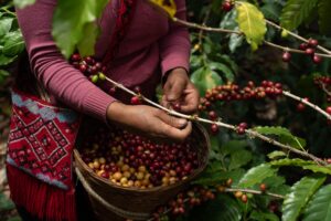 CNOC acusa a Nestlé y ECOM de cabildear en Congreso para frenar Ley de Cafeticultura que busca precios justos.