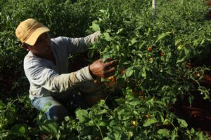 Carolina Hernández: Fracaso neoliberal en el campo causó crisis. México responde con agroecología y autosuficiencia alimentaria.