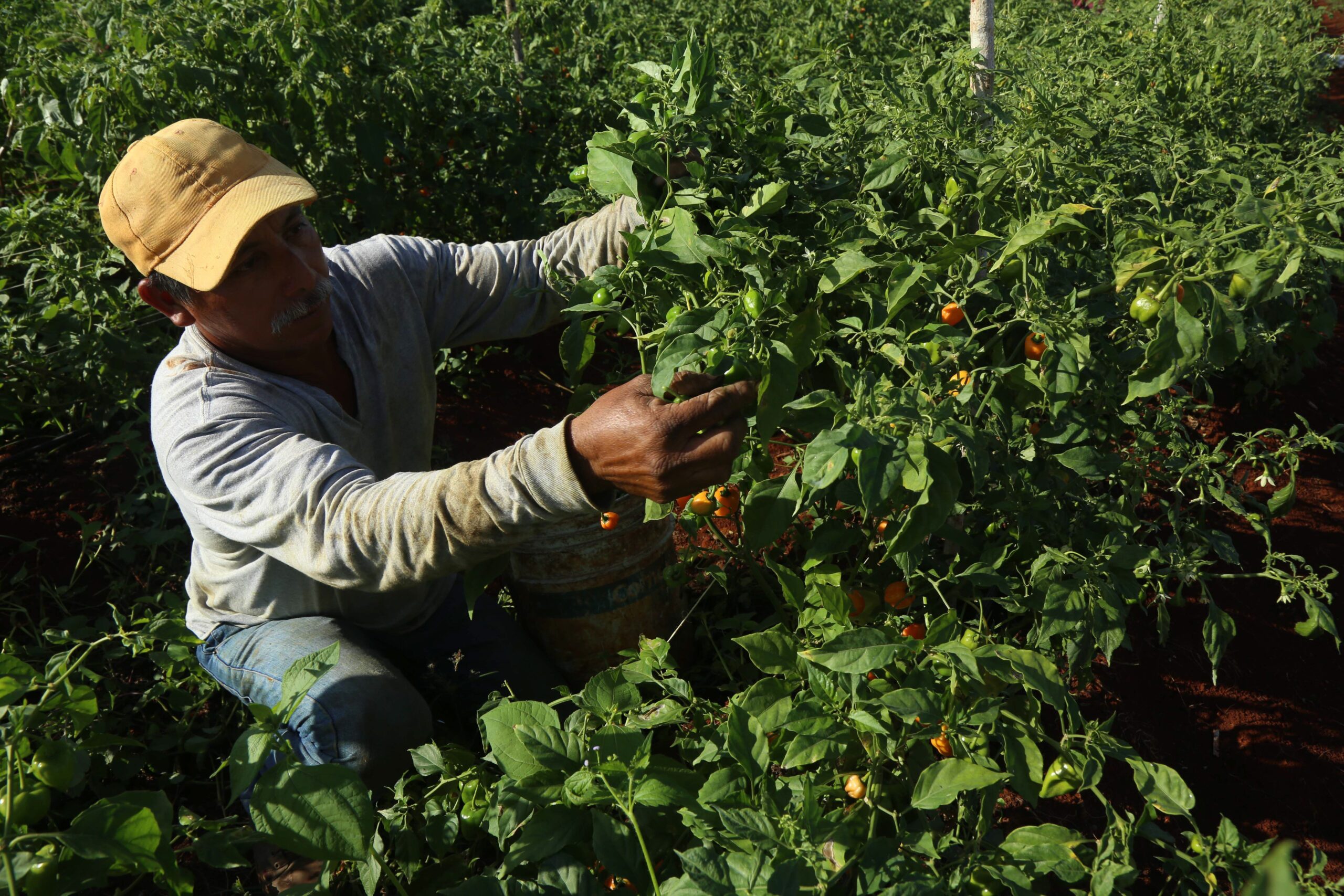 Carolina Hernández: Fracaso neoliberal en el campo causó crisis. México responde con agroecología y autosuficiencia alimentaria.