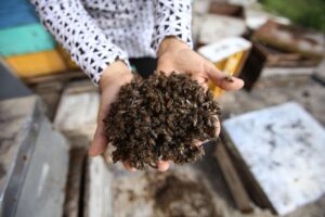 Crisis apícola en Yucatán: la muerte masiva de abejas por fipronil y neonicotinoides en monocultivos deja pérdidas de 13 mdp.